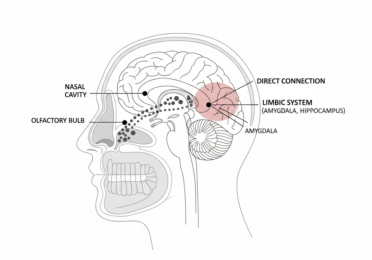 Infographic đơn giản mô tả đường đi của phân tử mùi hương từ mũi đến Hệ limbic trong não bộ, làm nổi bật kết nối trực tiếp này.
