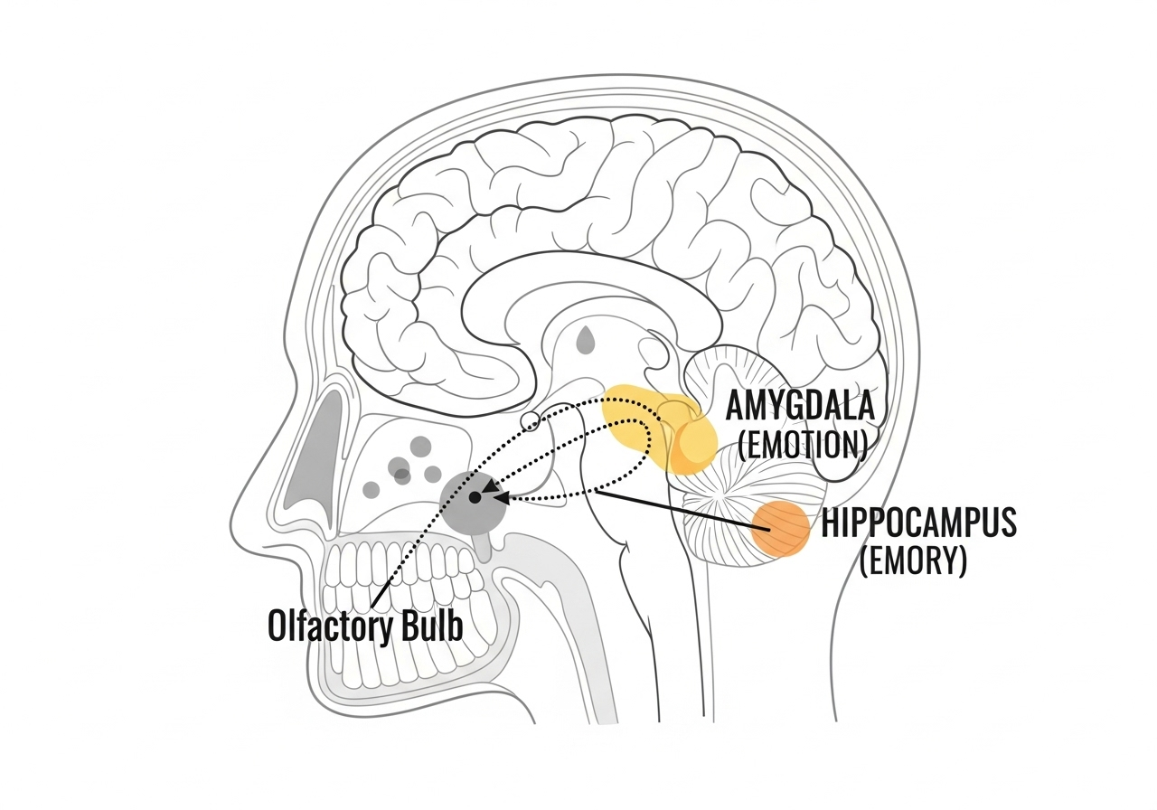 Sơ đồ đơn giản hóa mô tả đường đi của mùi hương từ mũi đến hệ limbic trong não, làm nổi bật vùng cảm xúc và trí nhớ.